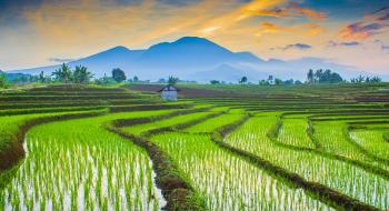 Вирощування рису у вертикальних фермах з футуристичної ідеї стає нагальною потребою Рис.1