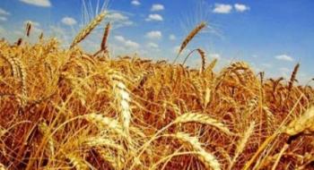 Затримка збирання в ЄС та нова атака порту Ізмаїл підтримують пшеничні котирування Рис.1