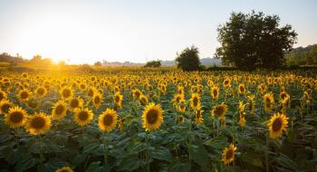 Болгарія призупинила імпорт соняшника з України та планує ввести квоти на нього Рис.1