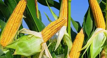 Ціни на кукурудзу залишаються під тиском раннього збирання врожаю у США Рис.1