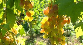 Господиня з Вінниці вирощує понад 100 сортів винограду Рис.1