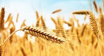 Канада увійшла у новий врожайний рік із найнижчими сукупними запасами м’якої і твердої пшениці в історії, - огляд іноземних ЗМІ 2-4.09.2023 Рис.1