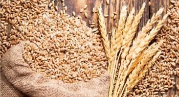 Україна з початку сезону експортувала більше 6 млн т зерна Рис.1