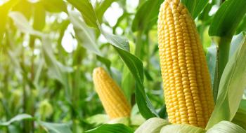 Українські аграрії почали молотити кукурудзу нового врожаю Рис.1