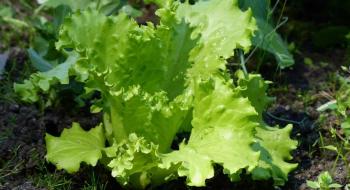 Урожай салату в контрольованому середовищі вдвічі вищий, ніж у польових умовах – дослідження Рис.1