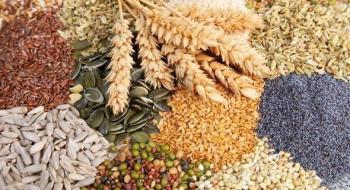 Уряд розширив механізми ввезення для розмноження насіння сортів Рис.1
