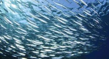 Уряд створив Інститут рибного господарства, екології моря та океанографії замість двох ліквідованих підприємств Рис.1