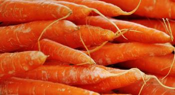 В Україні знизилися ціни на моркву Рис.1