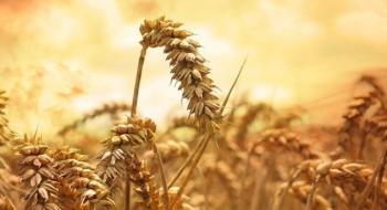 Єгипет замість російської пшениці планує придбати французьку та болгарську, - огляд іноземних ЗМІ 20-21.09.2023 Рис.1