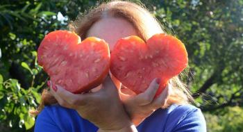 Досвідчені городники з Тернопільщини вирощують та продають насіння 800 сортів помідорів Рис.1