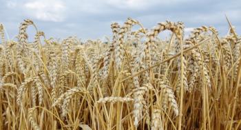 Площі посіву пшениці та ячменю в ЄС залишаються незмінними, - огляд іноземних ЗМІ 15-17.10.2023 Рис.1