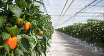 Ще 2 мільйони гривень грантової підтримки отримали агрогосподарства на розвиток садів і теплиць Рис.1
