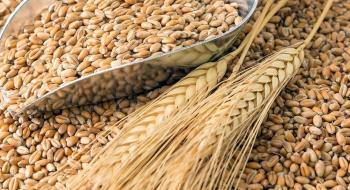 Світові ціни на пшеницю залишаються на річному мінімумі, але в Україні вони зростають завдяки активізації морського експорту Рис.1