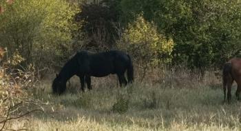 У природному парку під Вінницею розводитимуть диких коней Рис.1
