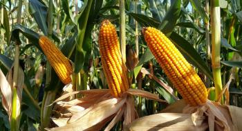 В Україні знижуються ціни на кукурудзу Рис.1