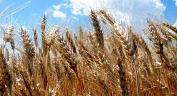 В Україні знизилися ціни на пшеницю за всіма напрямками експорту Рис.1