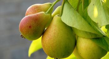 WAPA переглянула прогноз врожаю яблук та груш в ЄС, - огляд іноземних ЗМІ 18-20.10.2023 Рис.1