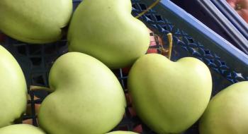 "Амурні" яблука з Черкащини: чому фермери не поспішають продавати урожай Рис.1