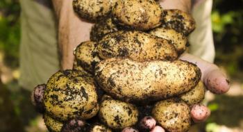 Дощі завадили збору картоплі у ЄС Рис.1