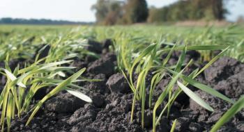 Kernel відвів під посіви озимої пшениці більше чверті свого земельного банку Рис.1