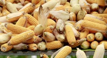 Кукурудзу в «Сейм Агро» зібрали з рекордною врожайністю Рис.1