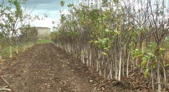 У Вінницькій області фермер закладає сад одного з найдорожчих горіхів світу Рис.1