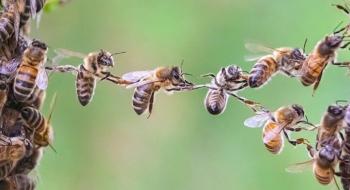 Вчені створили роботів, що поводяться як медоносні бджоли Рис.1