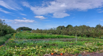 Дослідники нададуть садівникам доступ до старих голландських сортів овочів Рис.1