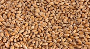Італійські борошномели пропонують найкращі ціни за українську пшеницю Рис.1