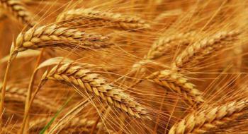 Підвищення прогнозів урожаю та експорту пшениці з Канади опускає котирування у США Рис.1