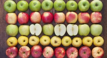 Ринок яблук стабільно зростатиме до 2030 року Рис.1