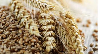 У Франції через дощі спостерігається падіння посівів озимої пшениці Рис.1