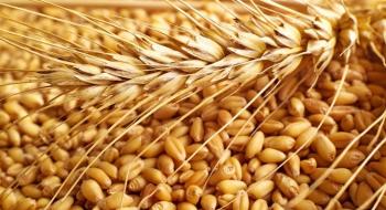 Український ринок пшениці відчуває цінове затишшя Рис.1