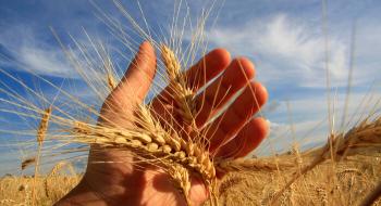В Україні ціни на фуражну пшеницю продовжують зростати Рис.1