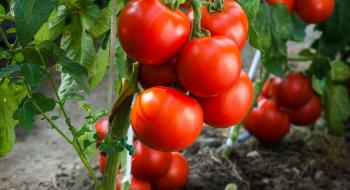 В Україні продовжують зростати ціни на помідори Рис.1