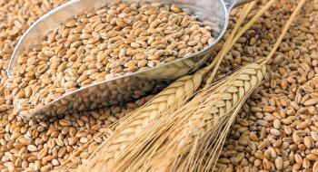 В Україні зросли закупівельні ціни на пшеницю Рис.1