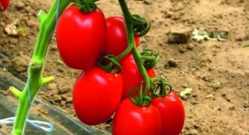 Вчені вивели новий стійкий до хвороб сорт томату Рис.1