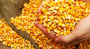 Закупівельні ціни на кукурудзу в Україні продовжують зростати Рис.1