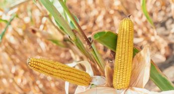 Експортна виручка від кукурудзи в 2023 році знизилася на 16,8% Рис.1