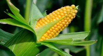 Фермери в Україні різко зменшили продажі кукурудзи на тлі низьких закупівельних цін Рис.1