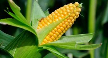 Кукурудза оновила світовий рекорд з урожайності Рис.1