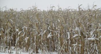 Кукурудза зимуватиме в полі: елеватори завантажені, а експорт ускладнений Рис.1
