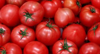 Новий овочевий пояс України: чиї помідори замінять херсонські Рис.1