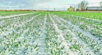 Озимі можуть загинути: вчені НААН дали несприятливий прогноз розвитку посівів з огляду на погодні умови січня 2024 Рис.1