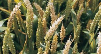 Симптоми фузаріозу пшениці можуть проявлятися протягом усієї вегетації Рис.1