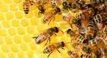 У Мінагрополітики обговорили розвиток бджільництва Рис.1