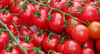 Україна за рік закупила в Туреччині помідорів майже на $65 млн Рис.1