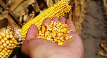 Українська кукурудза залишається найдешевшою на світовому ринку Рис.1