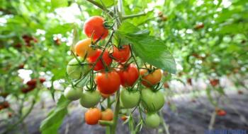 В Італії до тюремного ув’язнення засудили аграрія через вирощування помідорів Рис.1