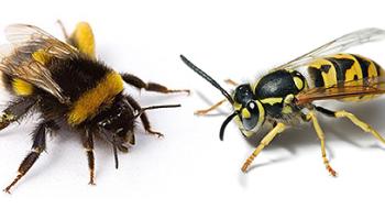 В Європі азіатські шершні влаштували геноцид медоносних бджіл Рис.1